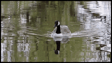 Canadian Goose Geese GIF - Canadian Goose Geese Goose GIFs