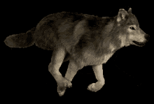 Run Wolf GIF - Run Wolf GIFs