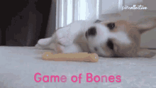 game of bones puppy playful lots of energy animal puns