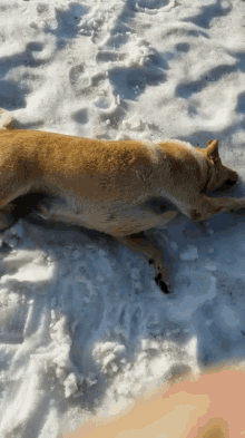 dog snow sliding sliding to dms like cold