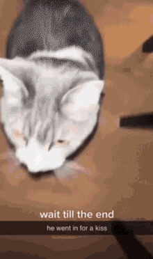 Passionate Cat GIF - Passionate Cat Kiss GIFs