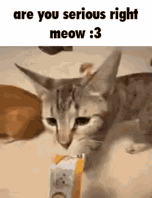 Are You Serious Right Meow Are You Serious Right Meow Gif GIF - Are You Serious Right Meow Are You Serious Right Meow Gif GIFs