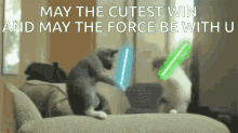 Star Wars Cats Cutest Wins GIF - Star Wars Cats Star Wars Cutest Wins GIFs