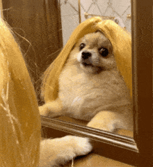 Dog Style GIF - Dog Style Pomeranian GIFs