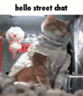 a cat wearing a white shirt is sitting next to a faucet and says hello street chat .