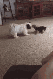 Dogs Spin GIF - Dogs Spin Bully GIFs