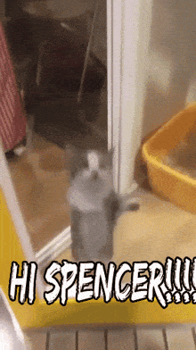 Hi Spencer Cat GIF - Hi Spencer Spencer Cat GIFs