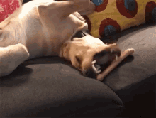 Dog Goofy GIF - Dog Goofy Funny Pet Videos GIFs