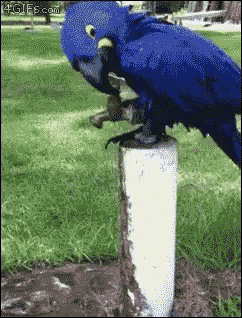 Bue Parrot GIF - Bue Parrot Opening Faucet GIFs