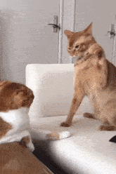 GIF