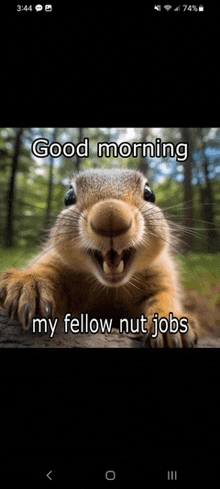 Good Morning Nut Jobs GIF - Good Morning Nut Jobs Squirrel GIFs
