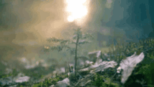 Day Light Nature GIF