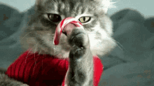 cat candycane christmas candy lick