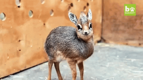 Baby Deer Animals GIF - Baby Deer Animals - Discover & Share GIFs