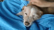 Puppy Happy Dog GIF - Puppy Happy Dog Scratch Head GIFs