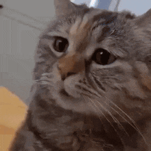 a close up of a cat 's face with a blurred background .