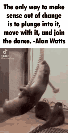 Alan Watts Otter GIF - Alan Watts Otter Swinging GIFs