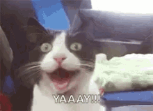 Yay Cat GIF - Yay Cat Happy GIFs