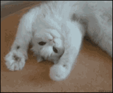 Cat Paw Power GIF - Cat Paw Power Kitty GIFs
