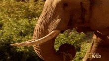 Eating Elephant Vs Rhino Animal Fight Night GIF
