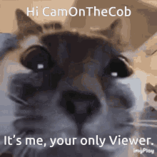 Hi Cam On The Cob GIF - Hi Cam On The Cob GIFs