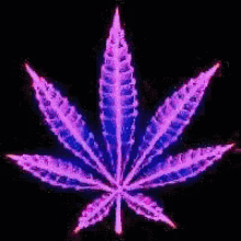 Weed Marijuana GIF - Weed Marijuana Smoking GIFs
