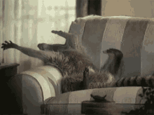 Sleepy Stretching GIF - Sleepy Stretching Raccoon GIFs