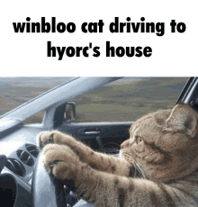 winbloo cat driving discord