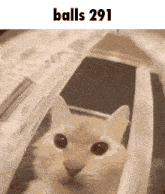 a picture of a cat with the words balls 291 on the top