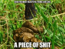 butterfly shit