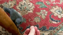 Treat The Pet Collective GIF - Treat The Pet Collective Bird GIFs