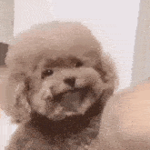 a small poodle with a wig on its head is looking at the camera with its mouth open .