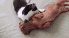 Cat And Dog Cuddle Together GIF - Cat Dog Cuddle GIFs