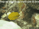 American Truck Sim American Truck Simulator GIF - American Truck Sim American Truck Simulator Fish GIFs