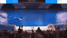 a crowd of people watching a dolphin show in a theater