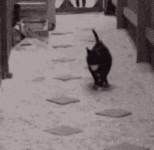 Cats Animals GIF - Cats Animals Play GIFs