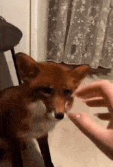 a close up of a person petting a fox in front of a curtain .