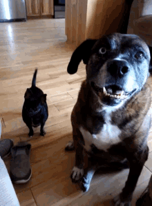 Dogs Looking GIF - Dogs Looking Stare GIFs