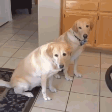 Dogs Dumb Dogs GIF