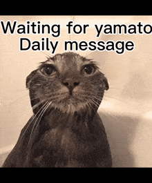 Yamato Cat GIF - Yamato Cat Daily GIFs