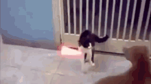 Anger Leads To Hate GIF - Cat Cats Dog GIFs