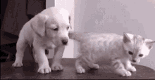 Puppy And GIF - Puppy And Kitten GIFs