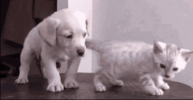Puppy Kitten GIFs | Tenor