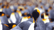grooming myself national geographic penguins up close with king penguins and elephant seals preening