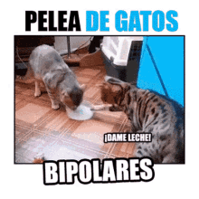 Pelea De Gatos Bipolares GIF - Pelea Gatos Bipolar GIFs