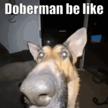 Doberman Doberman Dog GIF