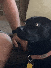 a black dog with a collar that says omd