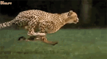 Cheetah Animals GIF - Cheetah Animals Gif GIFs