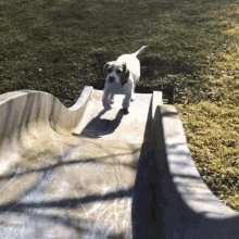 Dog Beagle GIF - Dog Beagle Puppy GIFs
