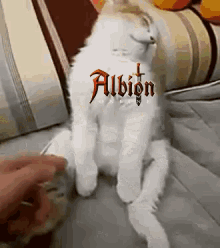 Cat Albion GIF - Cat Albion Sleepy GIFs